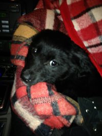 9 января спонтанно поехали проведать дачу. И к нам пришла она. Сердце разрывается как вспомню маленький (2,5 мес) пищащий комок на снегу под калиткой. а на дачах никого зимой нет почти. Соседи потом сказали ,Что кто-то целый выводок вывез в лес и выбросил. Осталась только наша Бася. Сначала взяли с целью пристроить ,но потом не смогли расстаться. Сейчас это великолепная королевишна))) Фотки в первый день (в машине и дома) и сейчас с волосатым нянем)