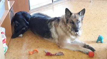 9 января спонтанно поехали проведать дачу. И к нам пришла она. Сердце разрывается как вспомню маленький (2,5 мес) пищащий комок на снегу под калиткой. а на дачах никого зимой нет почти. Соседи потом сказали ,Что кто-то целый выводок вывез в лес и выбросил. Осталась только наша Бася. Сначала взяли с целью пристроить ,но потом не смогли расстаться. Сейчас это великолепная королевишна))) Фотки в первый день (в машине и дома) и сейчас с волосатым нянем)