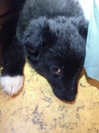 9 января спонтанно поехали проведать дачу. И к нам пришла она. Сердце разрывается как вспомню маленький (2,5 мес) пищащий комок на снегу под калиткой. а на дачах никого зимой нет почти. Соседи потом сказали ,Что кто-то целый выводок вывез в лес и выбросил. Осталась только наша Бася. Сначала взяли с целью пристроить ,но потом не смогли расстаться. Сейчас это великолепная королевишна))) Фотки в первый день (в машине и дома) и сейчас с волосатым нянем)