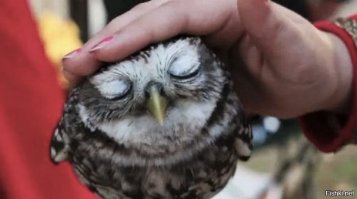 Совы похожи на котиков :)