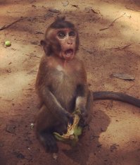 Сука, это мой кокос....