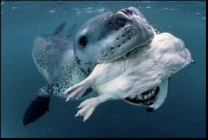 фотка из разряда: "Морской лев показывает чайке как прекрасен подводный мир!"