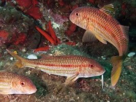 Скорпена, морской дракон очень вкусны, правда требуется осторожность при ловле. У дракона сразу отрезаются верхние плавники. А катран, так вообще, деликатес, его можно попробовать в многих рыбных ресторанах на берегу Черного моря. Но вкуснее всего - барабулька, она же султанка. Есть её надо только свежеприготовленной. Рыбка нежная и перевозку не очень любит. А про камбалу-калкан, промолчу. Только при её упоминании начанается обильное слюновыделение.