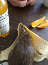 Животные, которые умнее нас