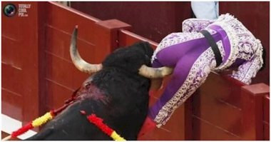 Добрый бык помогает дяде перелезть через забор.