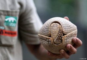 Пикачу, я выбираю тебя :)