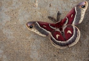 Павлиний глаз?