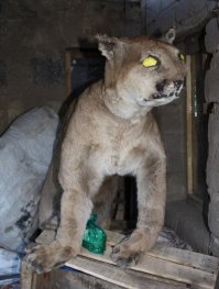 Я так понял, тут просто в шкуру монтажной пены задули.