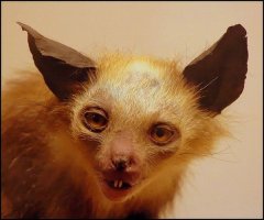 Неудачные работы таксидермистов