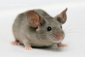 7 самых ушастых животных
