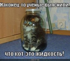 Коты - это жидкость)