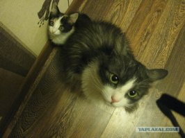 11 кошек и их очаровательные мини-копии