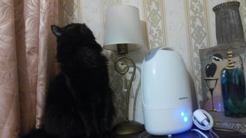 Мой котэ изучает увлажнитель воздуха!