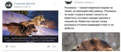Пару недель назад на Animal Planet показывали, как росомаха отобрала добычу у стаи из пяти волков. И те предпочли не связываться.