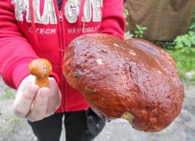 Карельские грибы