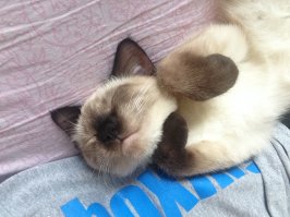 Вот моя красавица, пол года ей всего :) энергии как в маленьком ядерном реакторе ) ну и ее мама )