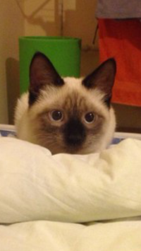 Вот моя красавица, пол года ей всего :) энергии как в маленьком ядерном реакторе ) ну и ее мама )