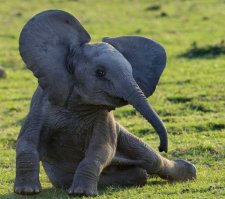 7 самых ушастых животных