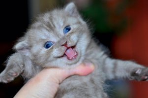 Жена с кошкой домой не пускает, эту завел на стороне (жене не изменяю) )