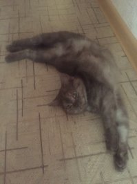 а вот она подросла, позы для сна и отдыха у нее огонь