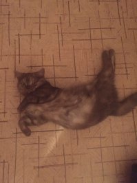 а вот она подросла, позы для сна и отдыха у нее огонь