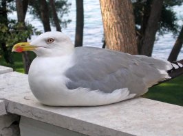 может таки я не прав, но клюв.... по моему это скорее баклан чем чайка.  Есть эксперты в этом вопросе?