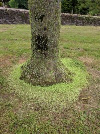 Пир горой для птиц готов!