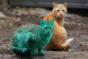 Чайка превратилась в феникса после падения в чан с карри