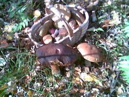 Немного о грибах