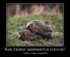 Выдача ежихи замуж
