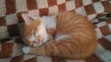 11 кошек и их очаровательные мини-копии