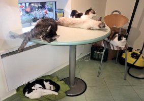 Наши 8, когда слышат, что мы открываем дверь - все выходят нас в коридор встречать. У меня всегда мысль возникает - если вор дверь взломает и попробует зайти, увидит такое количество зверья на входе, дальше идти может не захотеть: фиг знает, что в комнатах ждёт? :) 
Часть наших хвостатых.