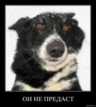 Щенок питбуля не мог поверить в то, что его спаситель вернулся, чтобы забрать его