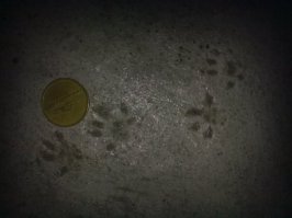 Ничего они не боятся, повстречала одну такую на лестнице, я на неё смотрю - она на меня, ноль эмоций, потом она бочком меня обошла, я ей вдогонку пендаль послала, на том и разошлись