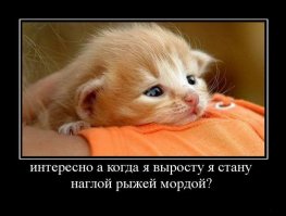 Сколько бы ни пытались этого кота выставить за дверь, он снова оказывается в магазине 