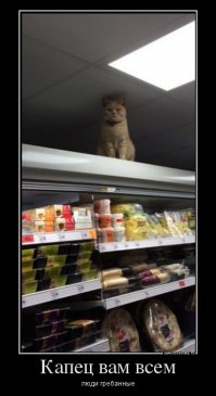 Сколько бы ни пытались этого кота выставить за дверь, он снова оказывается в магазине 