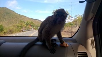 Попала ко мне как-то обезьянка - ей передавили руку силком, и она начала гнить. Так вот:
1. Пока вез к ветеринару (у меня не было с собой клетки) - она меня исцарапала, несколько раз укусила (не до крови), раз 10 покакала и раз 20 сходила по маленькому. 

2. На руках держать ее не удавалось, и единственное место, где ей было более-менее комфортно, оказалась приборная панеь прямо перед лобовым стеклом - где все видно и от людей подальше. 

3. Так как рана требовала перевязки, решил оставить ее на несколько дня. Я то, наивный, думал, что будет как котенок - сначала страшно, потом наестся, выспется, почувствует, что никто ее здесь не обижает, и будет весело по деревьям лазить и на плече сидеть. Щас... Постоянно убегала, скалилась, если протянуть руку - пыталась укусить. Забивлась в дальний угол. Всех котов распугала (они предпочли с ней не связываться).

4. Чтобы не убежала (ведь требуется перевязка), посадтл ее на поводок метров 5 длиной. Это тоже было ошибкой. Во-первых она постоянно на деревья забиралась, на высоту поводка, во-вторых, крутилась там, и поводок уже через час запутывался об ветки, столбы, провода и т.п. - так что она даже пошевелиться не может. На высоте 5 метров, не дереве.

5. Два раза вылезала из поводка и убегала. Ловили ее по всем соседям, потом компенсировали им разбитую посуду и яйца. Курицы и петухи, кстати, от нее тоже бегали, а найдя яйца она их, почему-то, выбрасывала и разбиывала. Ловить, кстати, тоже совсем не просто, так как она забирается на какую-нибудь высокую крышу или дерево и на еду не ведется.

6. Через несколько дней, когда рука подзажила, отвез ее на стройку в лес. Через день она снова убежала.Прямо с появзкой на руке (надеюсь, сможет он нее избавиться). Поймать не смогли. Потом видел ее пару раз, вороющей еду у строителей. 

Так что всем, кто думает, что обезянки такие милые и дружелюбные - не будьте такими наивными. Это вам не кошки и не собаки, они любят свободу. А улыбка - это демонстрация больших зубов.