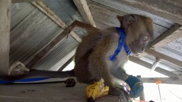 Попала ко мне как-то обезьянка - ей передавили руку силком, и она начала гнить. Так вот:
1. Пока вез к ветеринару (у меня не было с собой клетки) - она меня исцарапала, несколько раз укусила (не до крови), раз 10 покакала и раз 20 сходила по маленькому. 

2. На руках держать ее не удавалось, и единственное место, где ей было более-менее комфортно, оказалась приборная панеь прямо перед лобовым стеклом - где все видно и от людей подальше. 

3. Так как рана требовала перевязки, решил оставить ее на несколько дня. Я то, наивный, думал, что будет как котенок - сначала страшно, потом наестся, выспется, почувствует, что никто ее здесь не обижает, и будет весело по деревьям лазить и на плече сидеть. Щас... Постоянно убегала, скалилась, если протянуть руку - пыталась укусить. Забивлась в дальний угол. Всех котов распугала (они предпочли с ней не связываться).

4. Чтобы не убежала (ведь требуется перевязка), посадтл ее на поводок метров 5 длиной. Это тоже было ошибкой. Во-первых она постоянно на деревья забиралась, на высоту поводка, во-вторых, крутилась там, и поводок уже через час запутывался об ветки, столбы, провода и т.п. - так что она даже пошевелиться не может. На высоте 5 метров, не дереве.

5. Два раза вылезала из поводка и убегала. Ловили ее по всем соседям, потом компенсировали им разбитую посуду и яйца. Курицы и петухи, кстати, от нее тоже бегали, а найдя яйца она их, почему-то, выбрасывала и разбиывала. Ловить, кстати, тоже совсем не просто, так как она забирается на какую-нибудь высокую крышу или дерево и на еду не ведется.

6. Через несколько дней, когда рука подзажила, отвез ее на стройку в лес. Через день она снова убежала.Прямо с появзкой на руке (надеюсь, сможет он нее избавиться). Поймать не смогли. Потом видел ее пару раз, вороющей еду у строителей. 

Так что всем, кто думает, что обезянки такие милые и дружелюбные - не будьте такими наивными. Это вам не кошки и не собаки, они любят свободу. А улыбка - это демонстрация больших зубов.