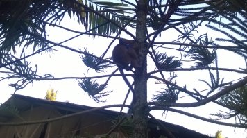 Попала ко мне как-то обезьянка - ей передавили руку силком, и она начала гнить. Так вот:
1. Пока вез к ветеринару (у меня не было с собой клетки) - она меня исцарапала, несколько раз укусила (не до крови), раз 10 покакала и раз 20 сходила по маленькому. 

2. На руках держать ее не удавалось, и единственное место, где ей было более-менее комфортно, оказалась приборная панеь прямо перед лобовым стеклом - где все видно и от людей подальше. 

3. Так как рана требовала перевязки, решил оставить ее на несколько дня. Я то, наивный, думал, что будет как котенок - сначала страшно, потом наестся, выспется, почувствует, что никто ее здесь не обижает, и будет весело по деревьям лазить и на плече сидеть. Щас... Постоянно убегала, скалилась, если протянуть руку - пыталась укусить. Забивлась в дальний угол. Всех котов распугала (они предпочли с ней не связываться).

4. Чтобы не убежала (ведь требуется перевязка), посадтл ее на поводок метров 5 длиной. Это тоже было ошибкой. Во-первых она постоянно на деревья забиралась, на высоту поводка, во-вторых, крутилась там, и поводок уже через час запутывался об ветки, столбы, провода и т.п. - так что она даже пошевелиться не может. На высоте 5 метров, не дереве.

5. Два раза вылезала из поводка и убегала. Ловили ее по всем соседям, потом компенсировали им разбитую посуду и яйца. Курицы и петухи, кстати, от нее тоже бегали, а найдя яйца она их, почему-то, выбрасывала и разбиывала. Ловить, кстати, тоже совсем не просто, так как она забирается на какую-нибудь высокую крышу или дерево и на еду не ведется.

6. Через несколько дней, когда рука подзажила, отвез ее на стройку в лес. Через день она снова убежала.Прямо с появзкой на руке (надеюсь, сможет он нее избавиться). Поймать не смогли. Потом видел ее пару раз, вороющей еду у строителей. 

Так что всем, кто думает, что обезянки такие милые и дружелюбные - не будьте такими наивными. Это вам не кошки и не собаки, они любят свободу. А улыбка - это демонстрация больших зубов.