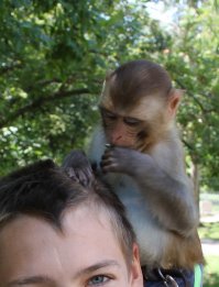 Не знаю. Это какие то странные фотографы. Нормальные не держат взрослых обезьян. Разговаривал с одним у нас. Ну так вот, обезьяну берут маленькую, грубо говоря ребёнок. Стоит где то 200 тыс. Это детёныш, он вообще добрый, ест из соски в памперсе ходит. Он никого не укусит, если хозяин уходит, плачет как ребёнок.

Когда подрастает, его отдают в зоопарк. Ибо, заниматься ей один геморрой, особенно с самцами, они вообще не управляемы. 

Взрослых обезьян у фотографов мало. Нафига они нужны? Есть конечно жадные, кому денег жалко, держат взрослых.

Вот, яркий представитель обезьянки для фото)))