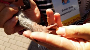 Не знаю. Это какие то странные фотографы. Нормальные не держат взрослых обезьян. Разговаривал с одним у нас. Ну так вот, обезьяну берут маленькую, грубо говоря ребёнок. Стоит где то 200 тыс. Это детёныш, он вообще добрый, ест из соски в памперсе ходит. Он никого не укусит, если хозяин уходит, плачет как ребёнок.

Когда подрастает, его отдают в зоопарк. Ибо, заниматься ей один геморрой, особенно с самцами, они вообще не управляемы. 

Взрослых обезьян у фотографов мало. Нафига они нужны? Есть конечно жадные, кому денег жалко, держат взрослых.

Вот, яркий представитель обезьянки для фото)))