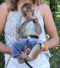 Не знаю. Это какие то странные фотографы. Нормальные не держат взрослых обезьян. Разговаривал с одним у нас. Ну так вот, обезьяну берут маленькую, грубо говоря ребёнок. Стоит где то 200 тыс. Это детёныш, он вообще добрый, ест из соски в памперсе ходит. Он никого не укусит, если хозяин уходит, плачет как ребёнок.

Когда подрастает, его отдают в зоопарк. Ибо, заниматься ей один геморрой, особенно с самцами, они вообще не управляемы. 

Взрослых обезьян у фотографов мало. Нафига они нужны? Есть конечно жадные, кому денег жалко, держат взрослых.

Вот, яркий представитель обезьянки для фото)))