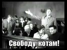 Сколько бы ни пытались этого кота выставить за дверь, он снова оказывается в магазине 