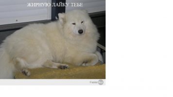 Комментарии фишкян