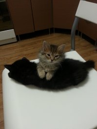 Шанель и Мишель.