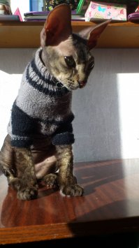 Это смесь сфинкса и обычной кошки. Страшненький, но очень-очень добрый и ласковый. Мерзнет постоянно, хозяева ему кофту связали.