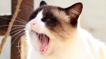 20 кошек, которым действительно нужны выходные
