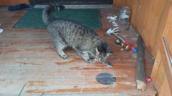 Реально сам чуть не плачу. Кошка была такая умная, просто пипец. Многим людям бы такие мозги. А какая ласковая была. Никого не боялась, подходила, знакомилась. Но свою территорию охраняла круто, соседского кота, в два раза здоровее, гоняла как котенка мелкого. Мышей приносила мне...