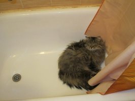 Такая стрижка была два года назад, когда мы встретились. с боков и снизу был сплошной колтун, типа валенка. Оставили только спину и сапоги на лапах. Ну и ффост.
А в ванне остужался прошлым летом. потом его еще из душа опрыскивал.
Зовут эти пять кило кошачьего пуха Филимоном.