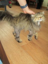 Такая стрижка была два года назад, когда мы встретились. с боков и снизу был сплошной колтун, типа валенка. Оставили только спину и сапоги на лапах. Ну и ффост.
А в ванне остужался прошлым летом. потом его еще из душа опрыскивал.
Зовут эти пять кило кошачьего пуха Филимоном.